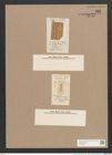 Navicula polaris Lagerst. (de-Toni-Nr.: Genus 1, Species 61) Zeichnungen Sammlung Grunow Nr. 166 (NHMW-BOT-W0366397)